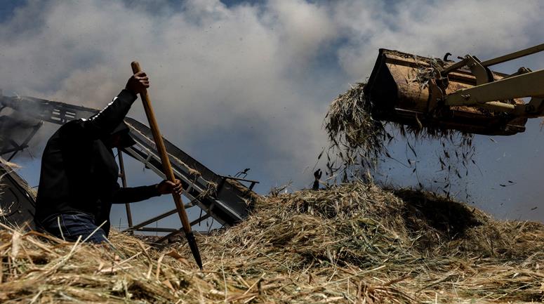 موسم انتاج بذور الفريكة في قرية أم التوت شرق جنين